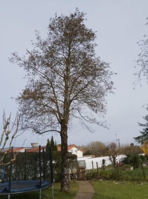arbre